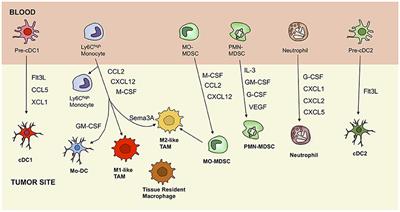 Diamonds in the Rough: Harnessing Tumor-Associated Myeloid Cells for Cancer Therapy